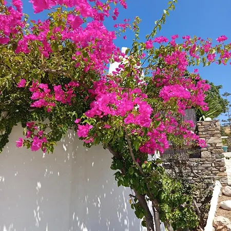 Casa شقة فندقية *